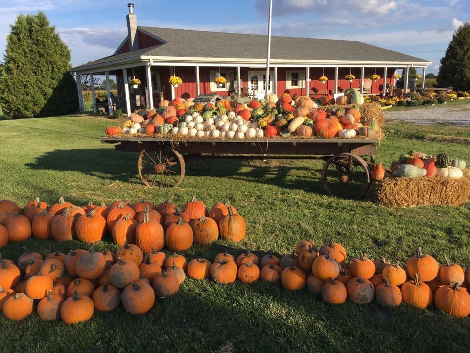 43514603_1603547226411438_8382332558859304960_n Pumpkin patch with a wooden cart displaying a variety of pumpkins and gourds, surrounded by a grassy field and a red barn in the background, perfect for fall festivities and harvest season.