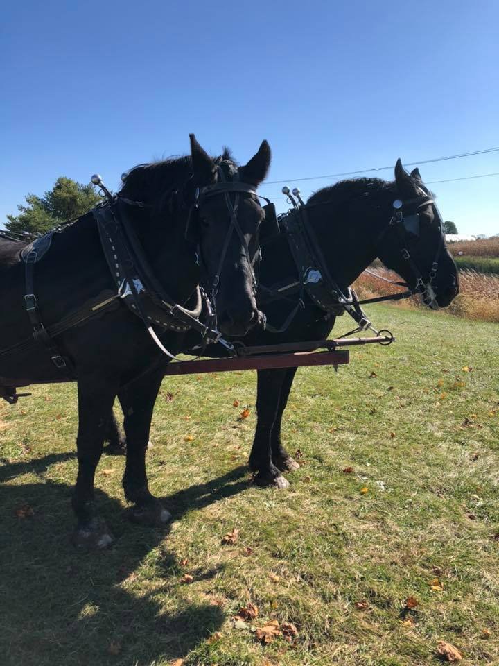 72653551_2179553725477449_6209852080937500672_n Two black horses harnessed together on a sunny day in a grassy field, with autumn leaves scattered on the ground and a clear blue sky in the background.